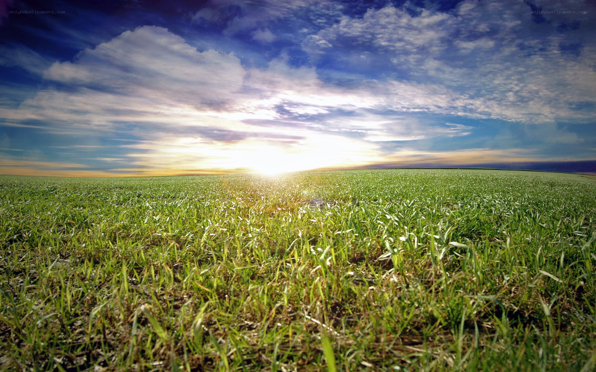 Sunset over a green field