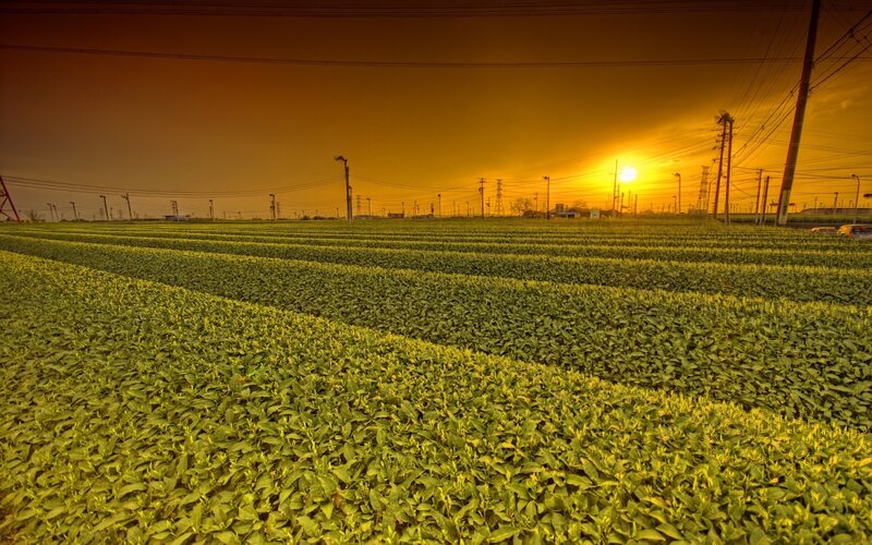 Sunset over a green field