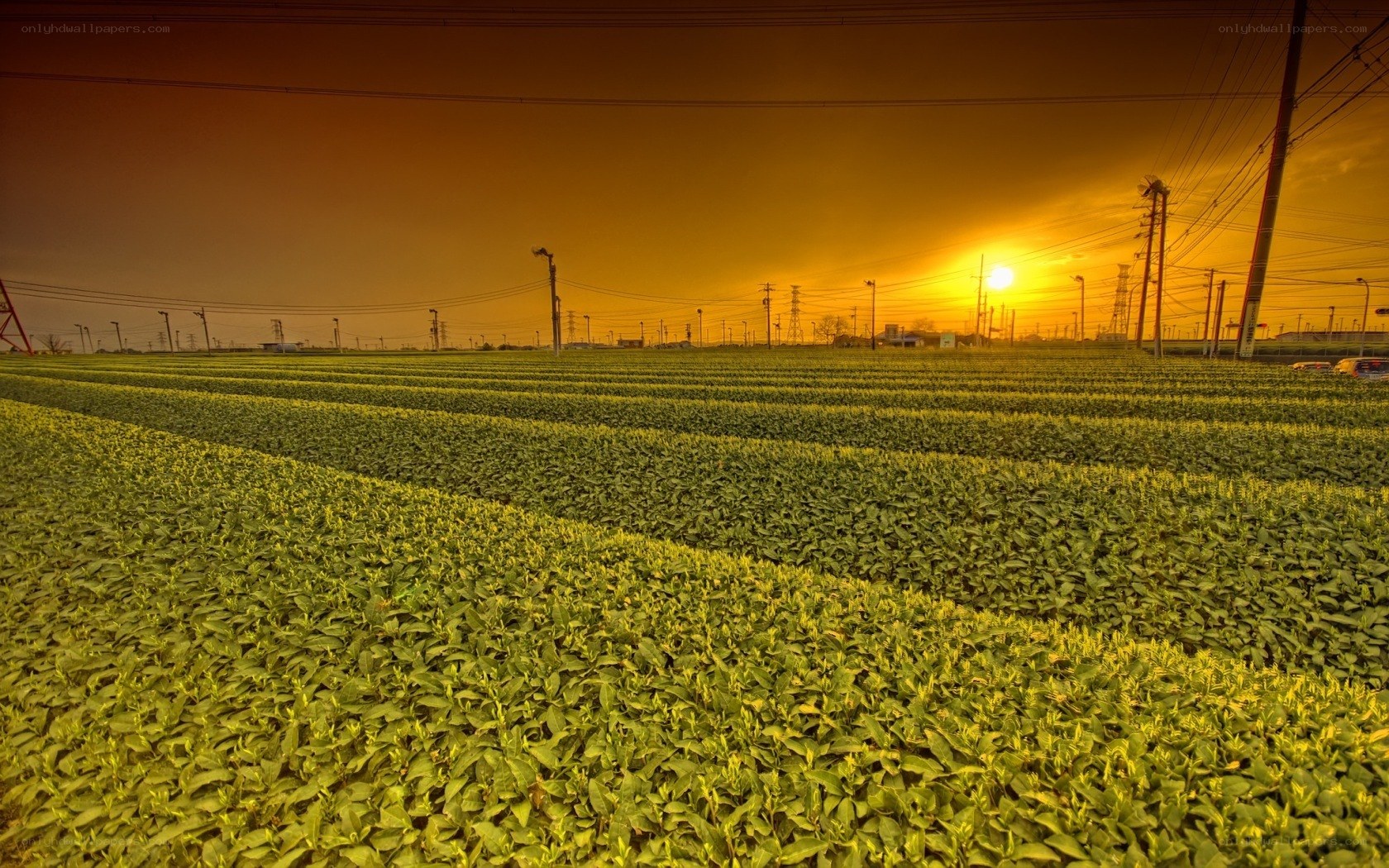 Sunset over a green field