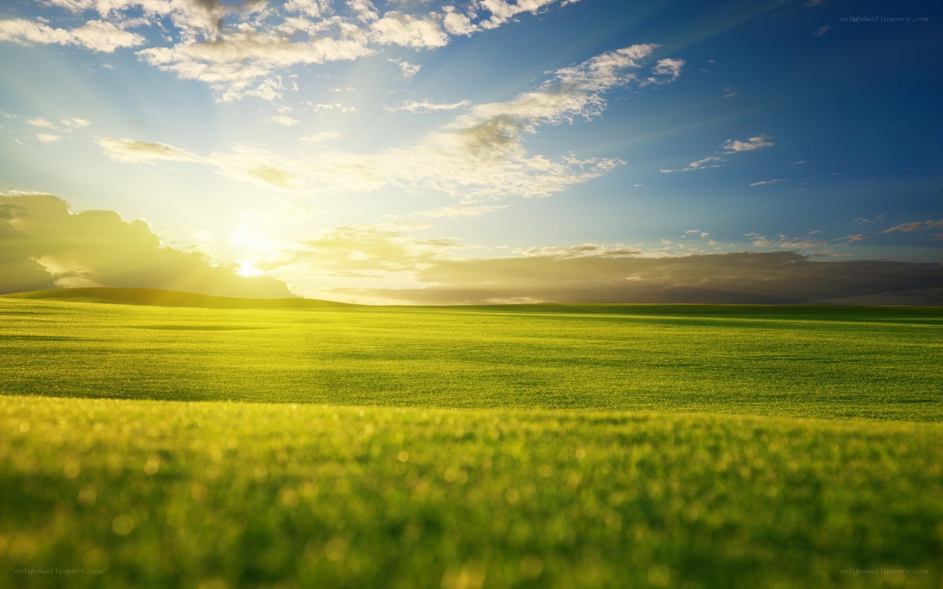 Sunset over a green field