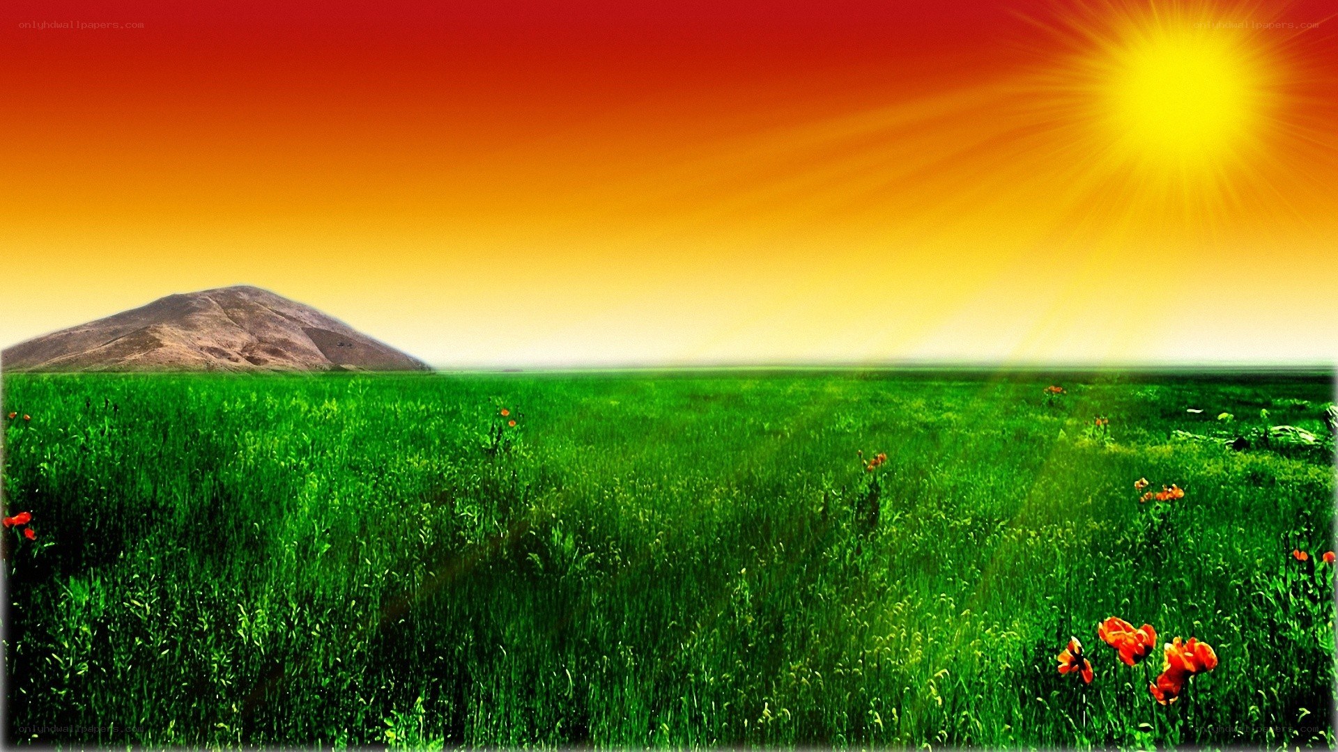 Sunset over a green field