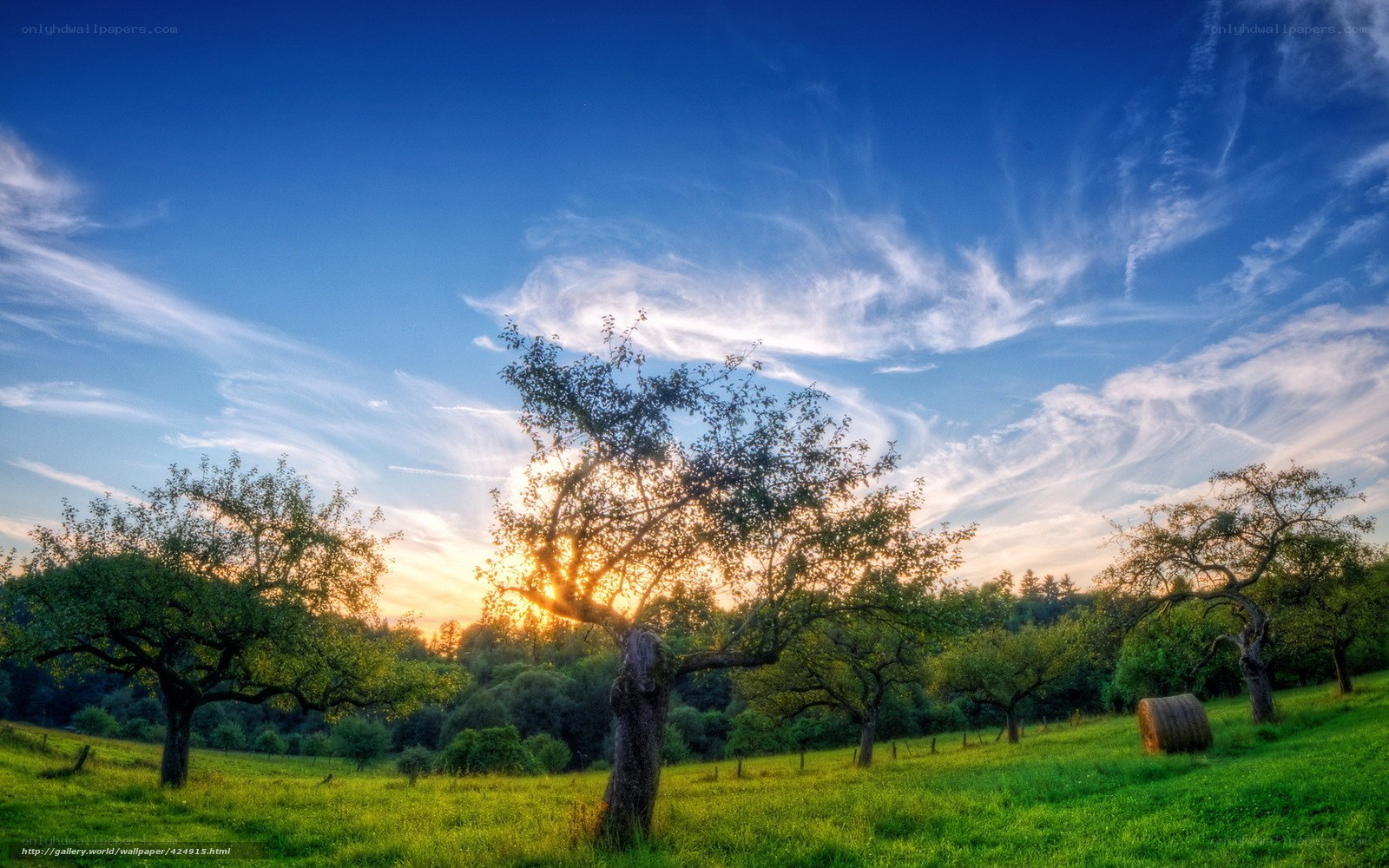 Sunset over a green orchard
