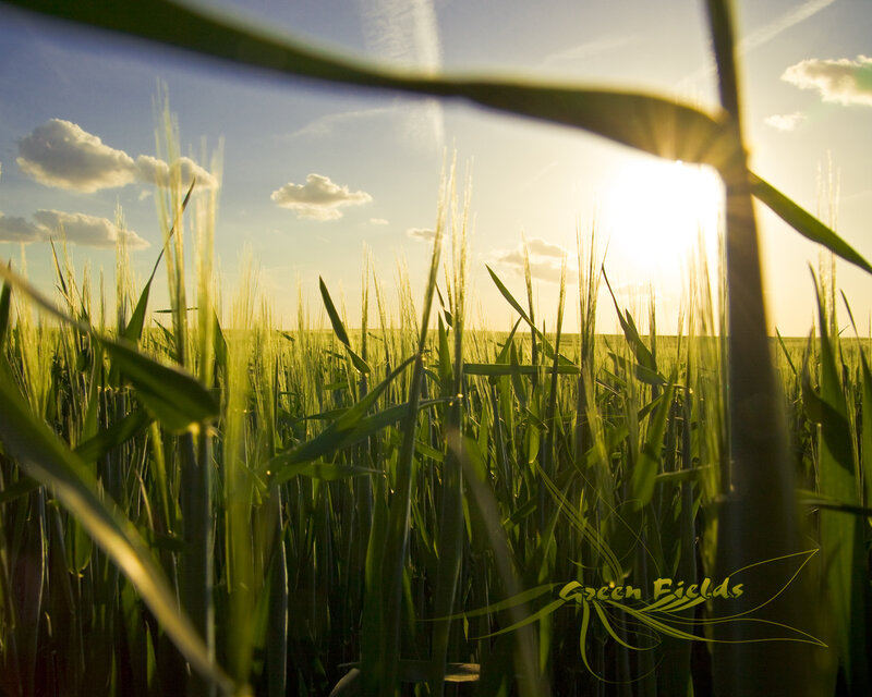 Sunset over a green wheat field