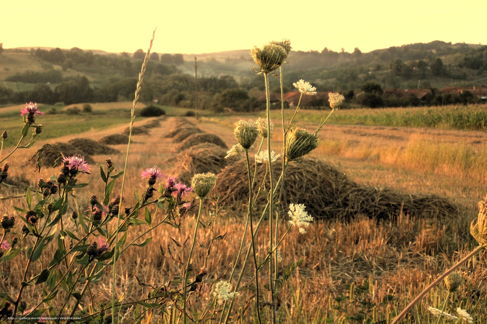 Sunset over a harvested field