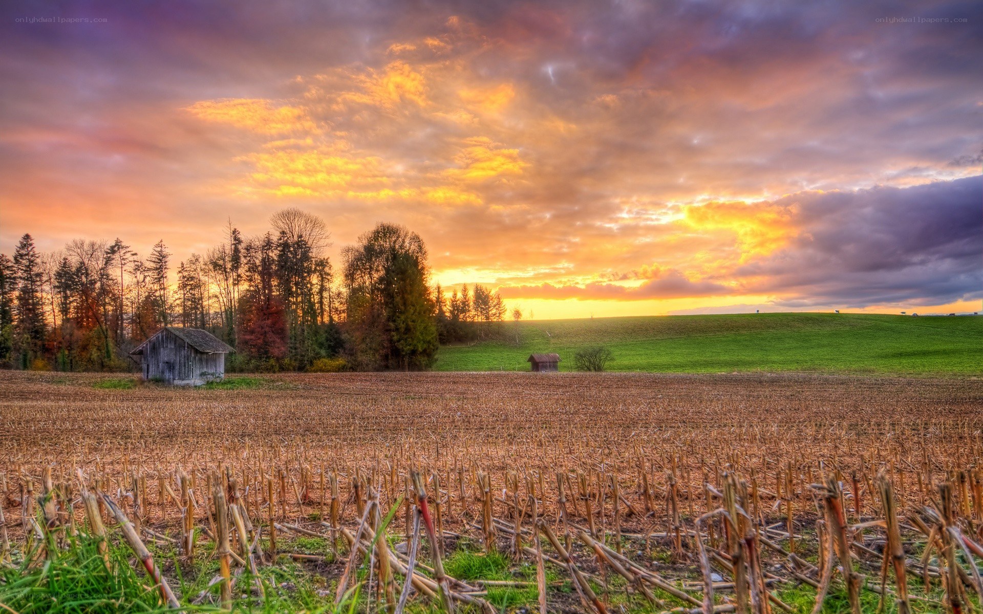Sunset over a harvested field