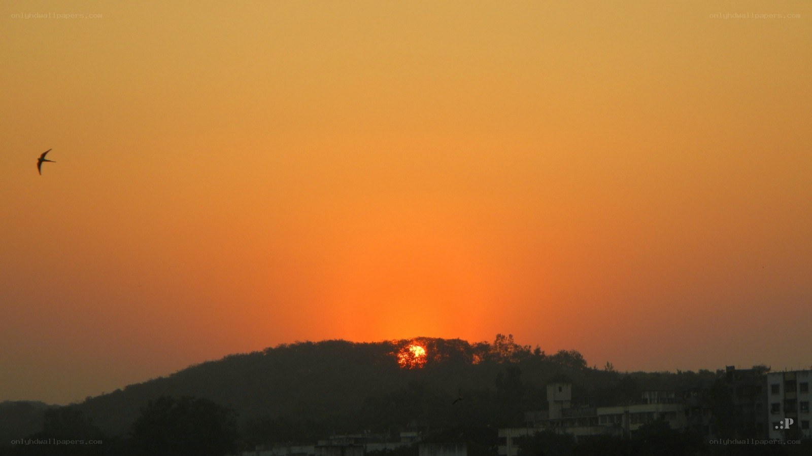 Sunset over a hill with bird