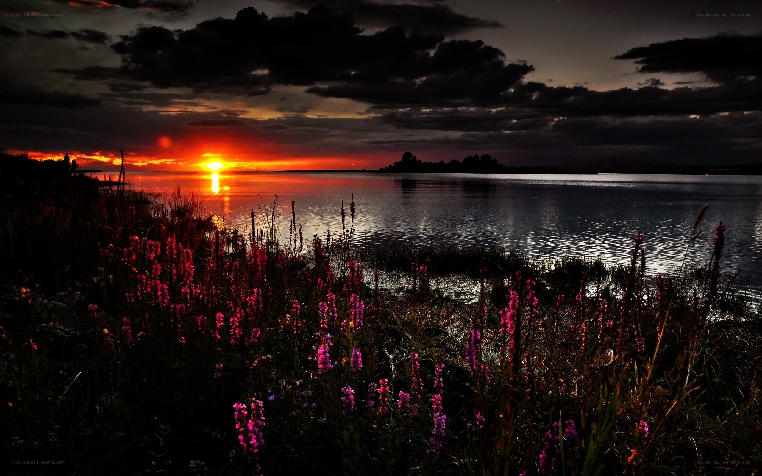 Sunset over a lake with flowers