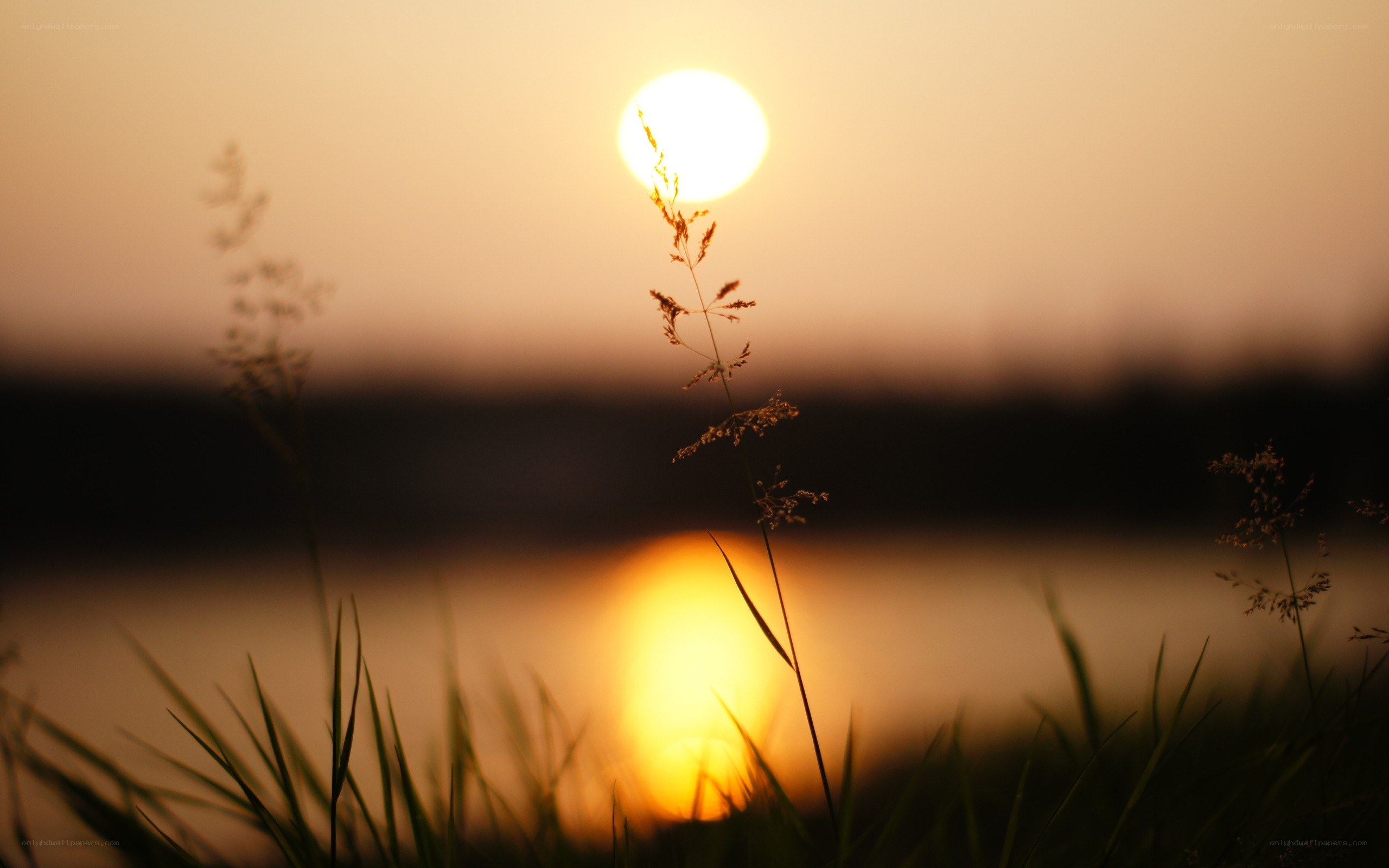 Sunset over a lake with grass