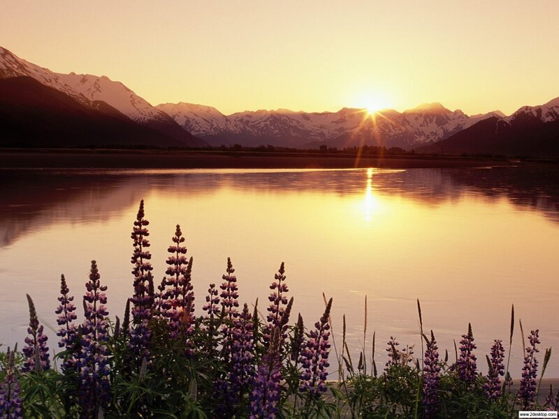 Sunset over a lake with lupines