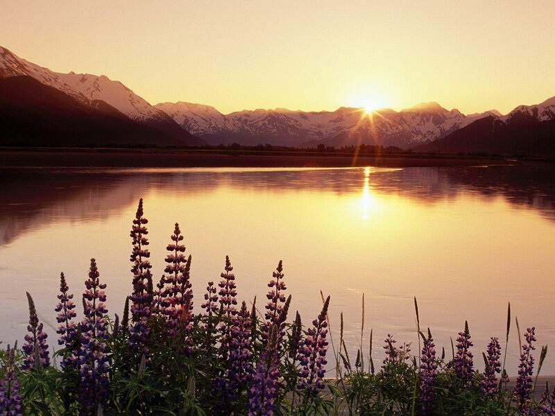 Sunset over a lake with lupines