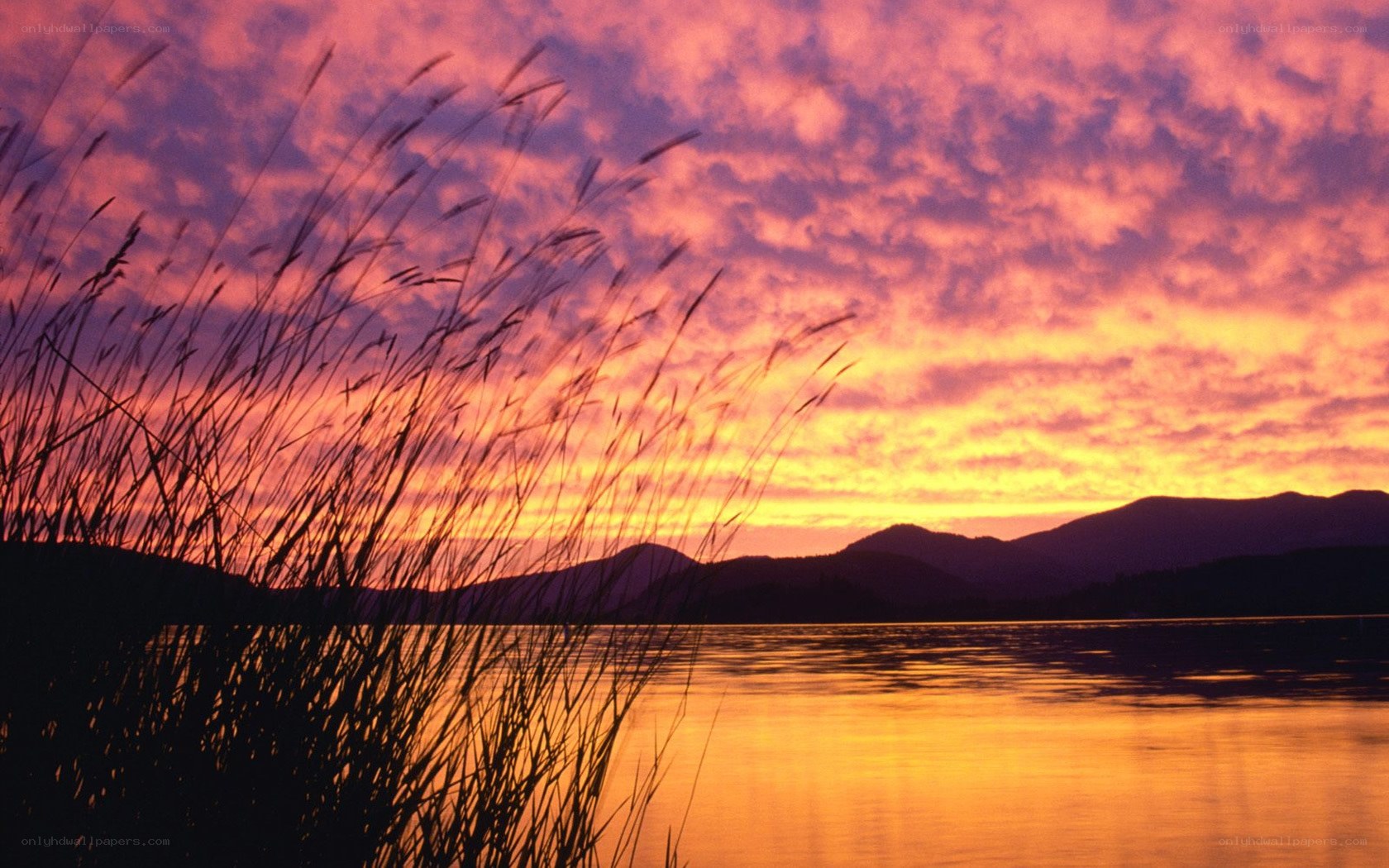 Sunset over a lake with reeds