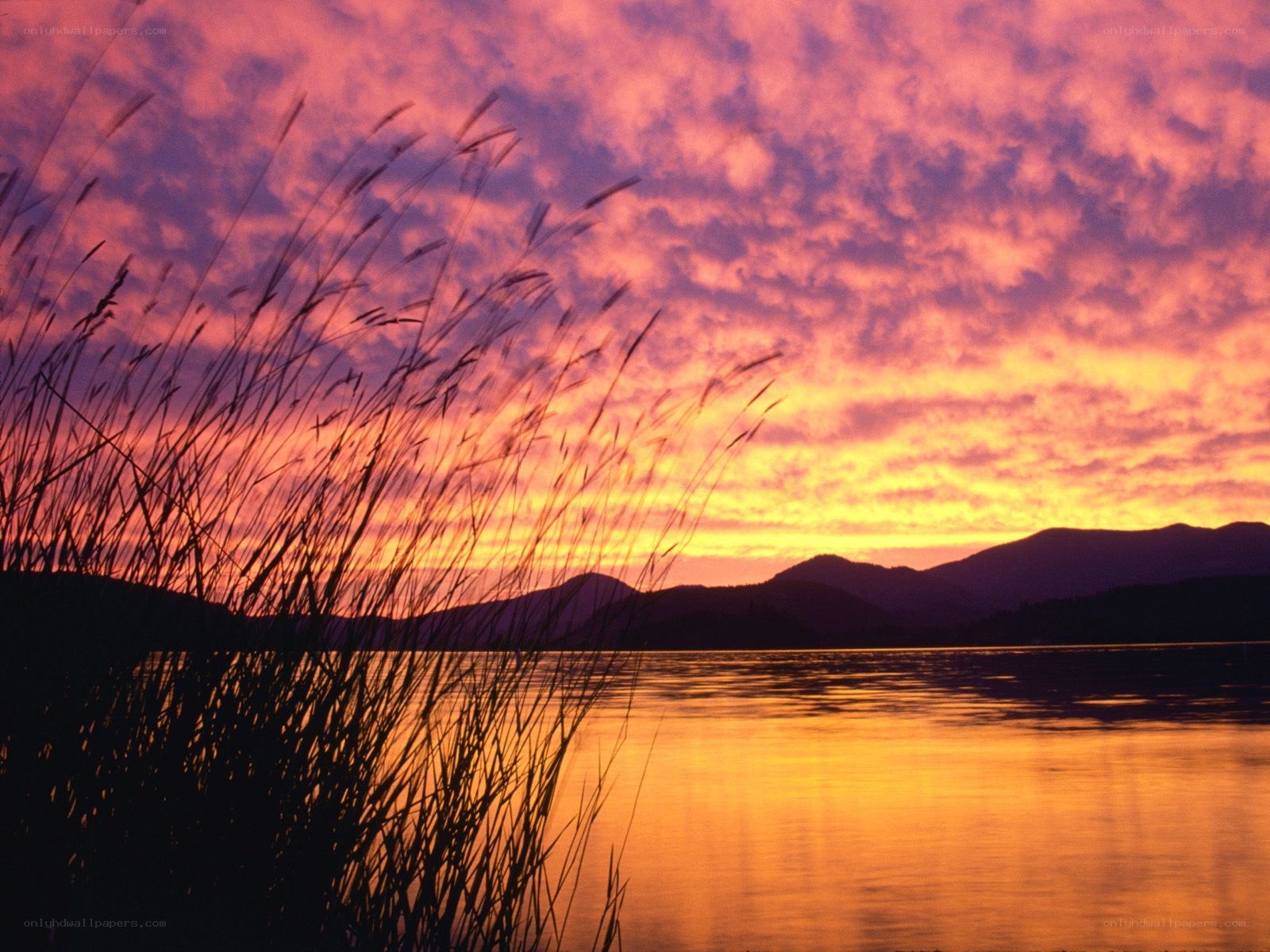 Sunset over a lake with reeds