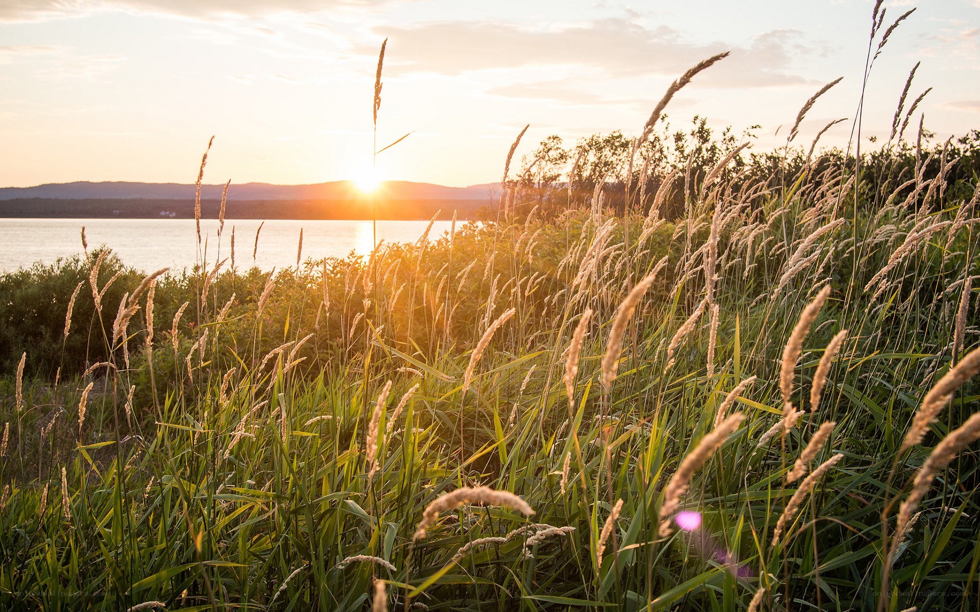 Sunset over a lake with tall grass