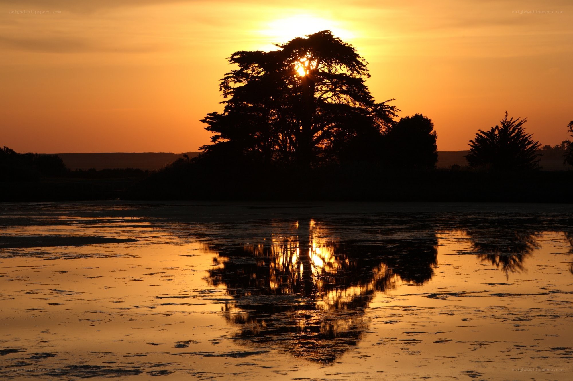 Sunset over a lake with tree silhouette