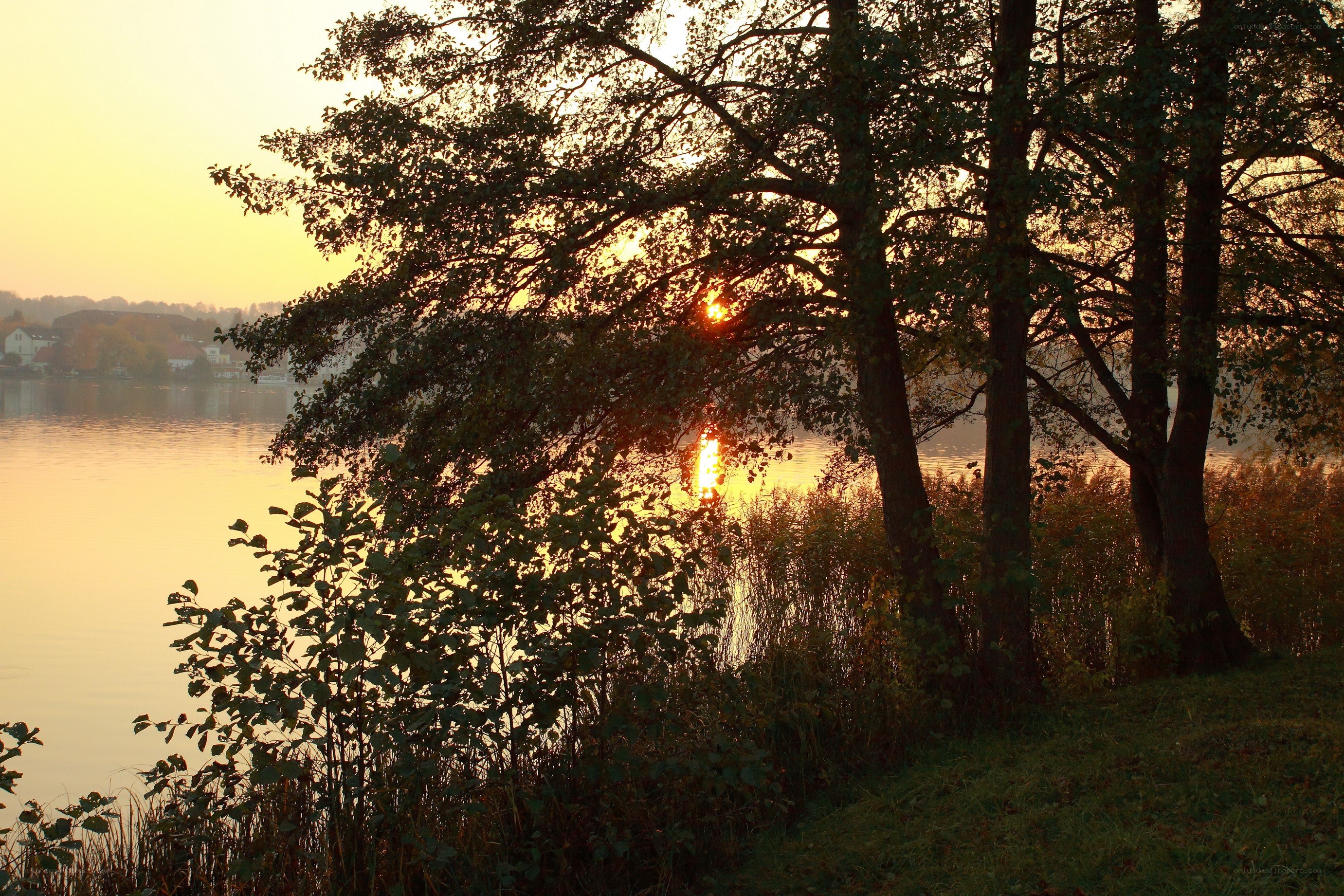 Sunset over a lakeside forest