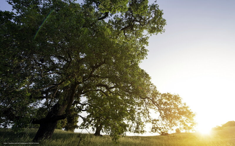 Sunset over a large oak tree
