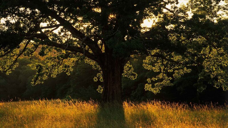 Sunset over a large oak tree