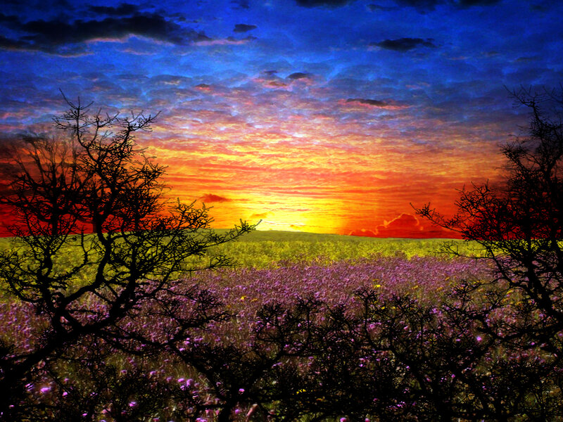 Sunset over a lavender field