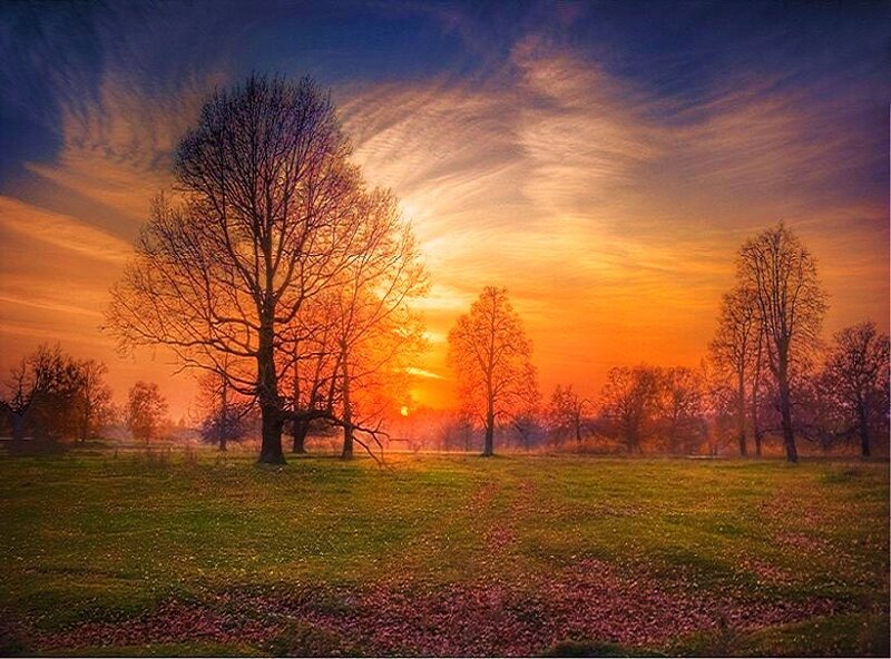 Sunset over a leafless forest