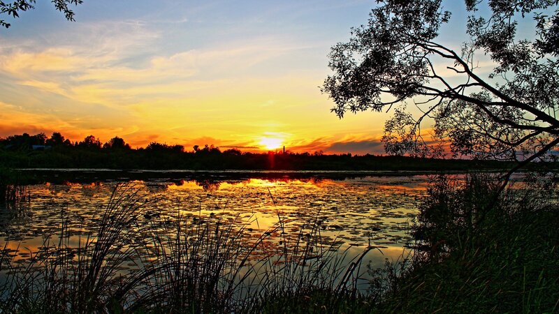 sunset over a lily pond