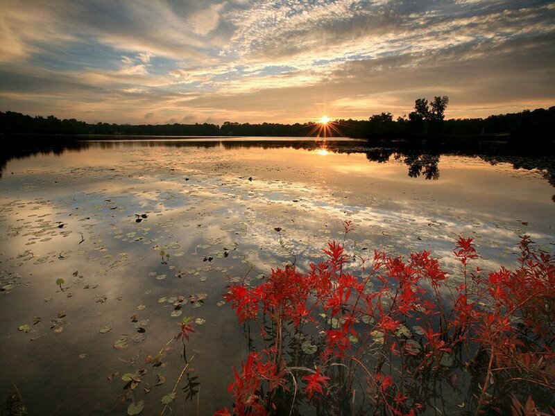 Sunset over a lily pond