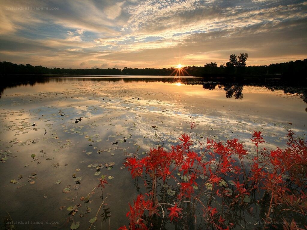 Sunset over a lily pond