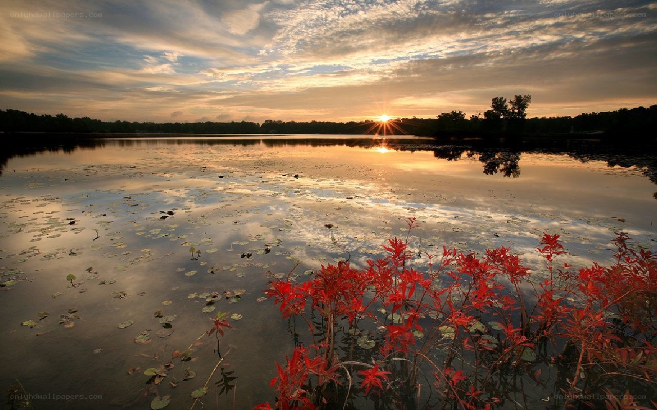 Sunset over a lily pond