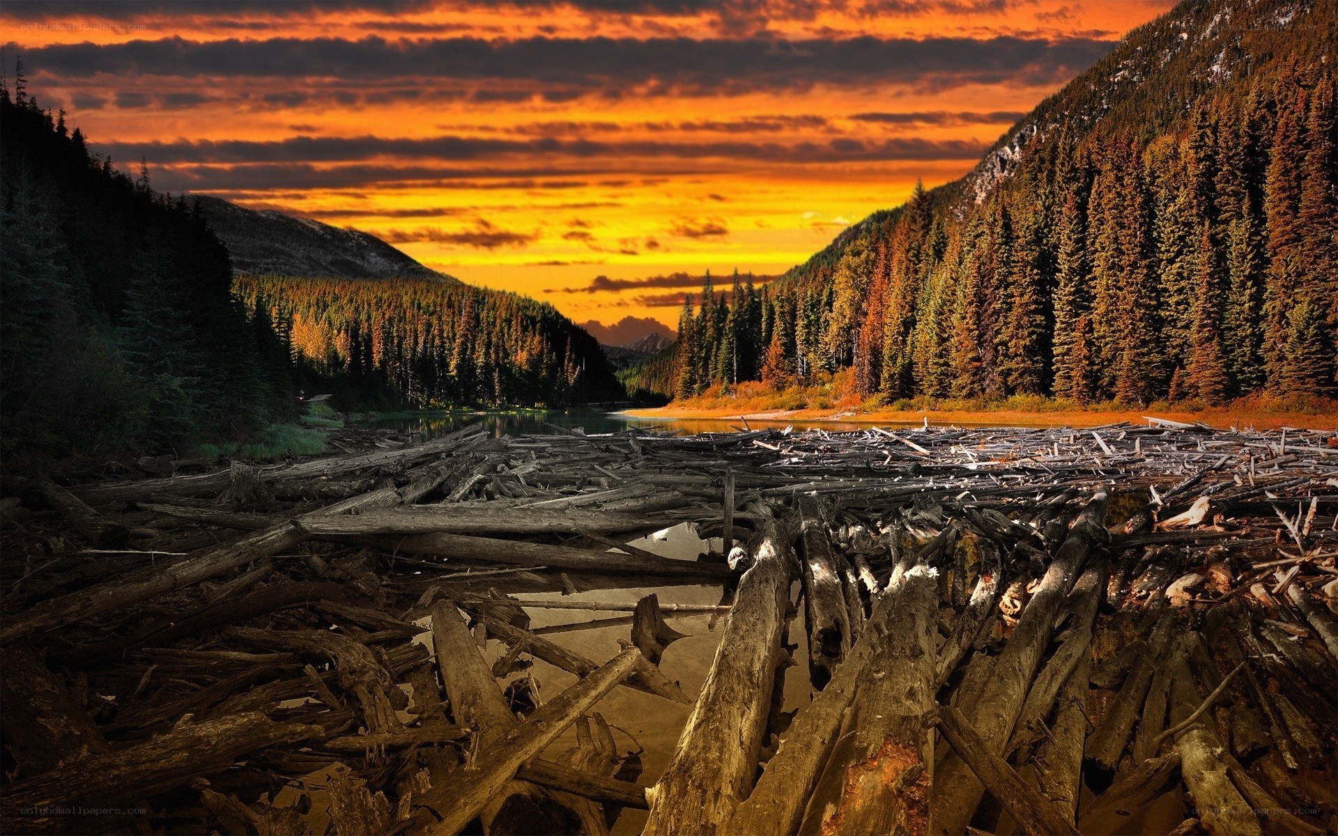 Sunset over a log jam