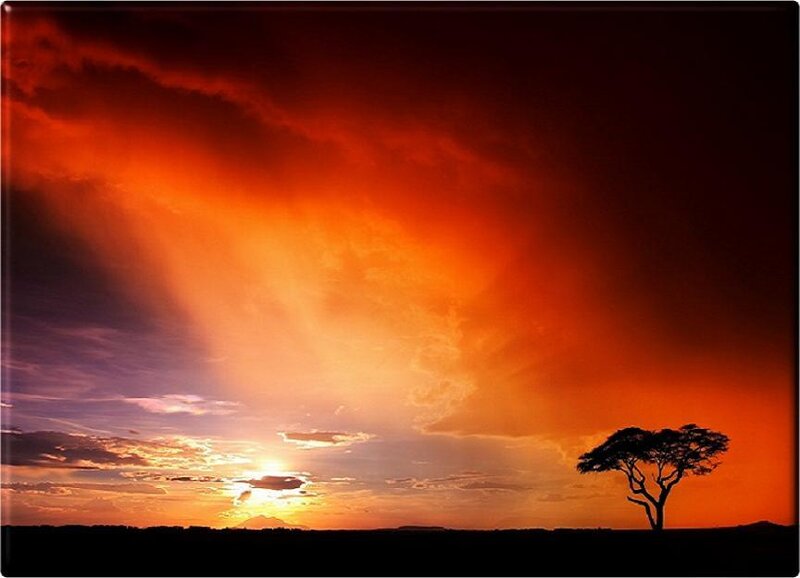 sunset over a lone acacia tree