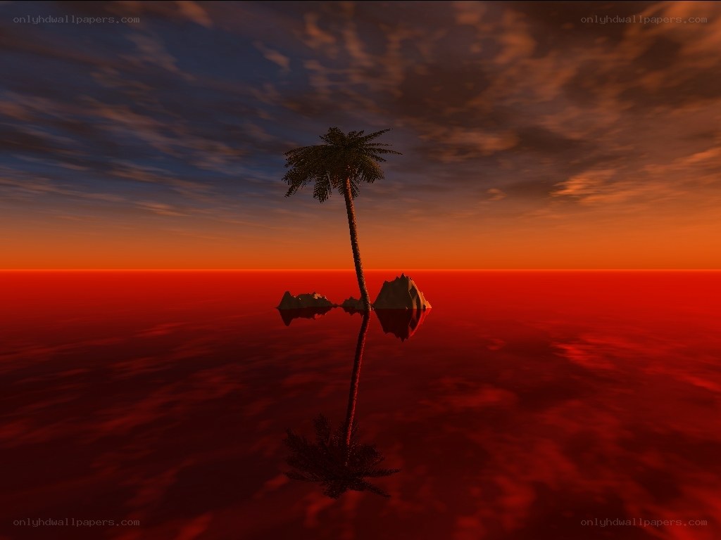 sunset over a lone palm tree