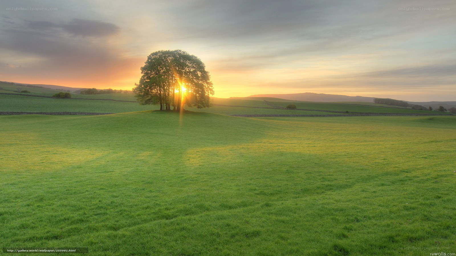 Sunset over a lone tree