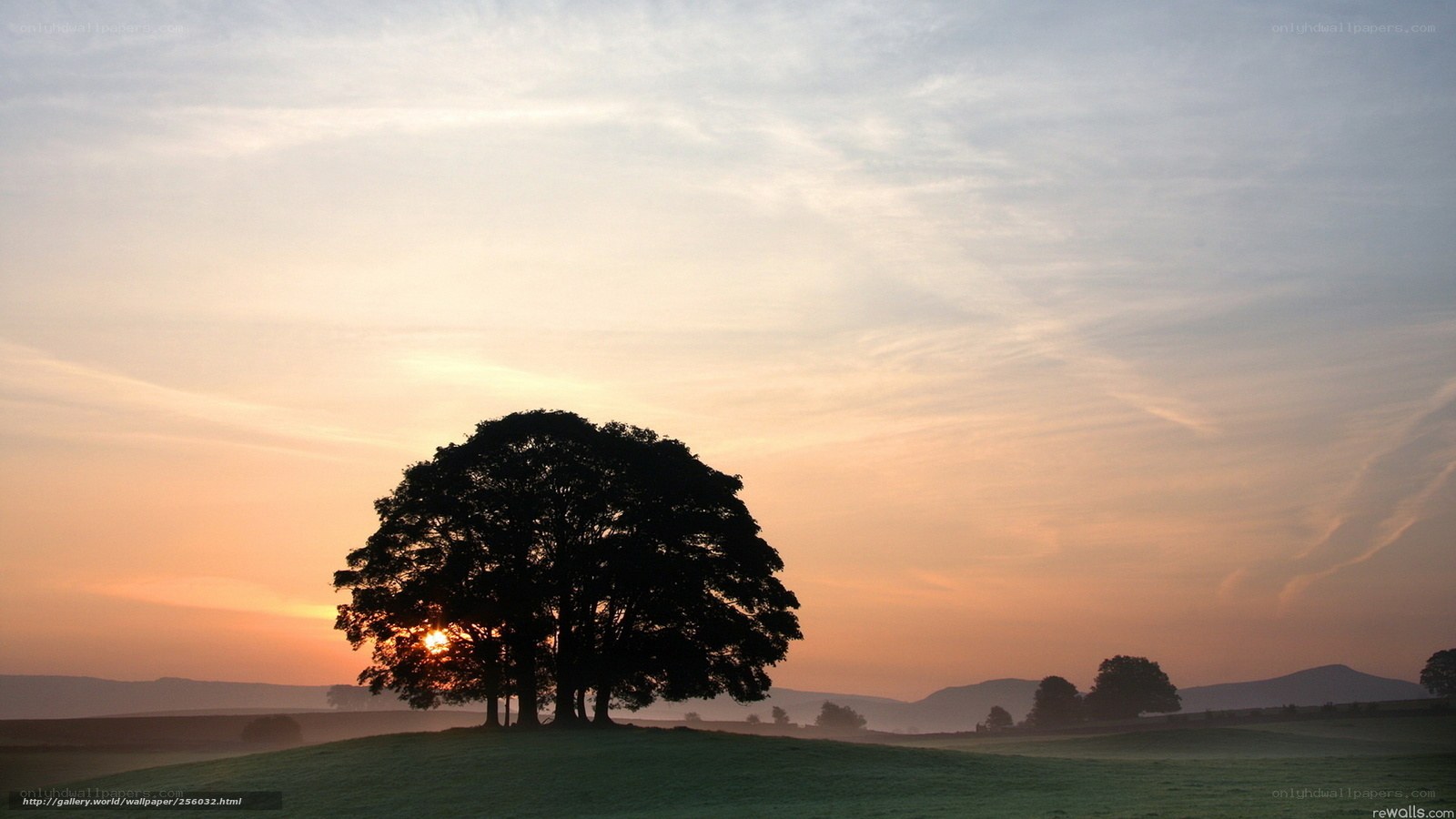 sunset over a lone tree