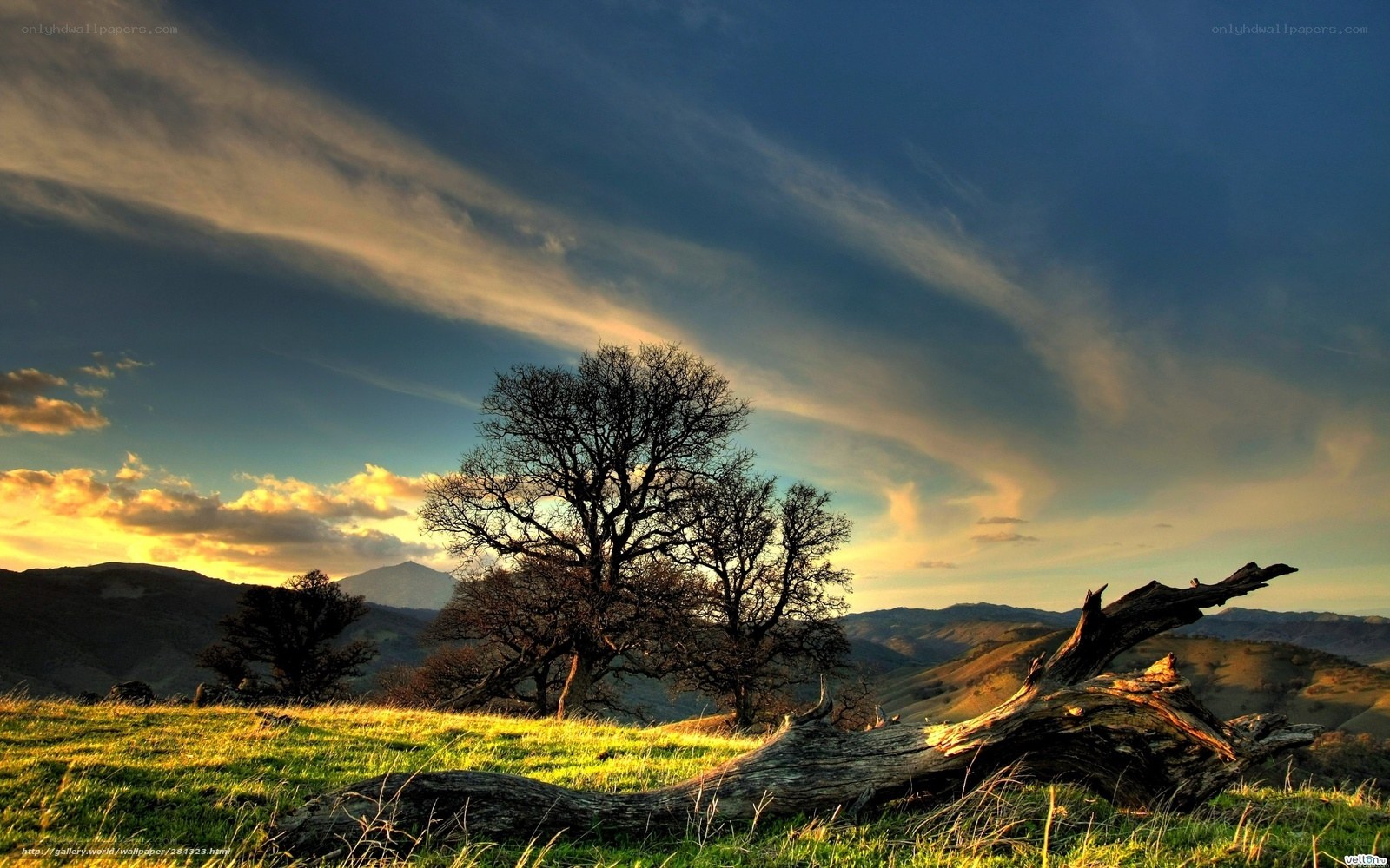 Sunset over a lone tree