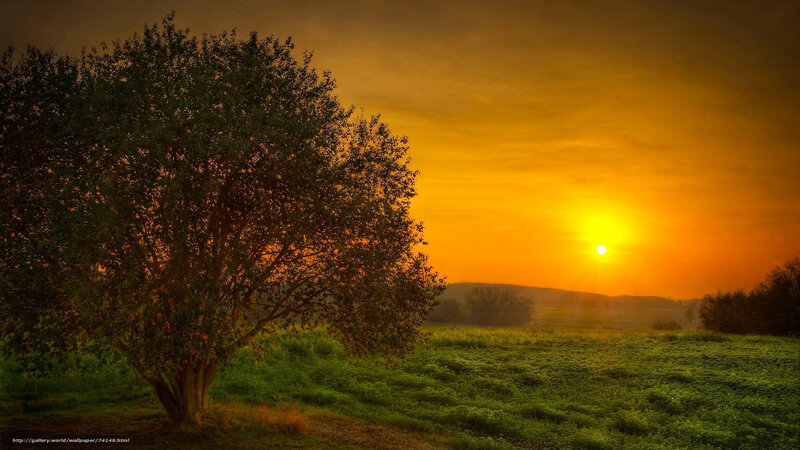 Sunset over a lone tree