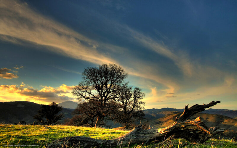 Sunset over a lone tree