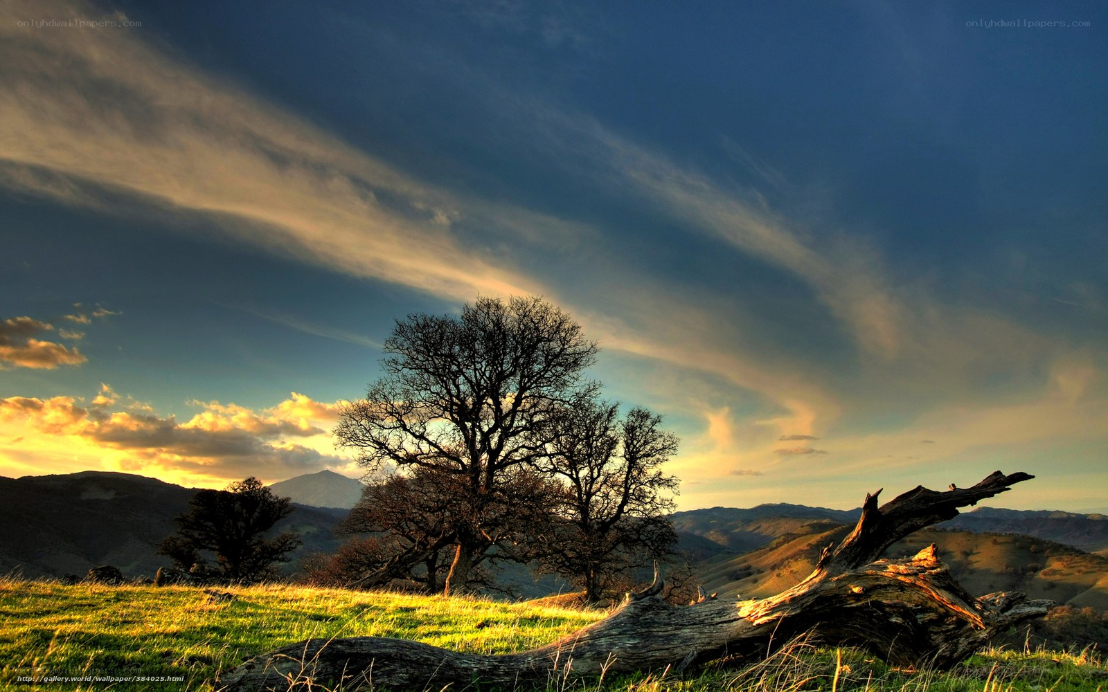 Sunset over a lone tree
