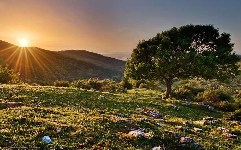 Sunset over a lone tree