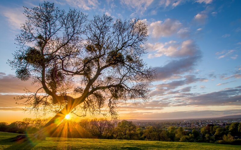 Sunset over a lone tree