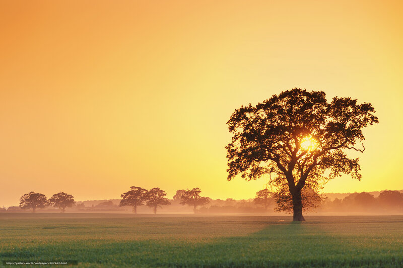Sunset over a lone tree