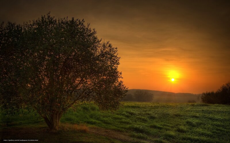 Sunset over a lone tree