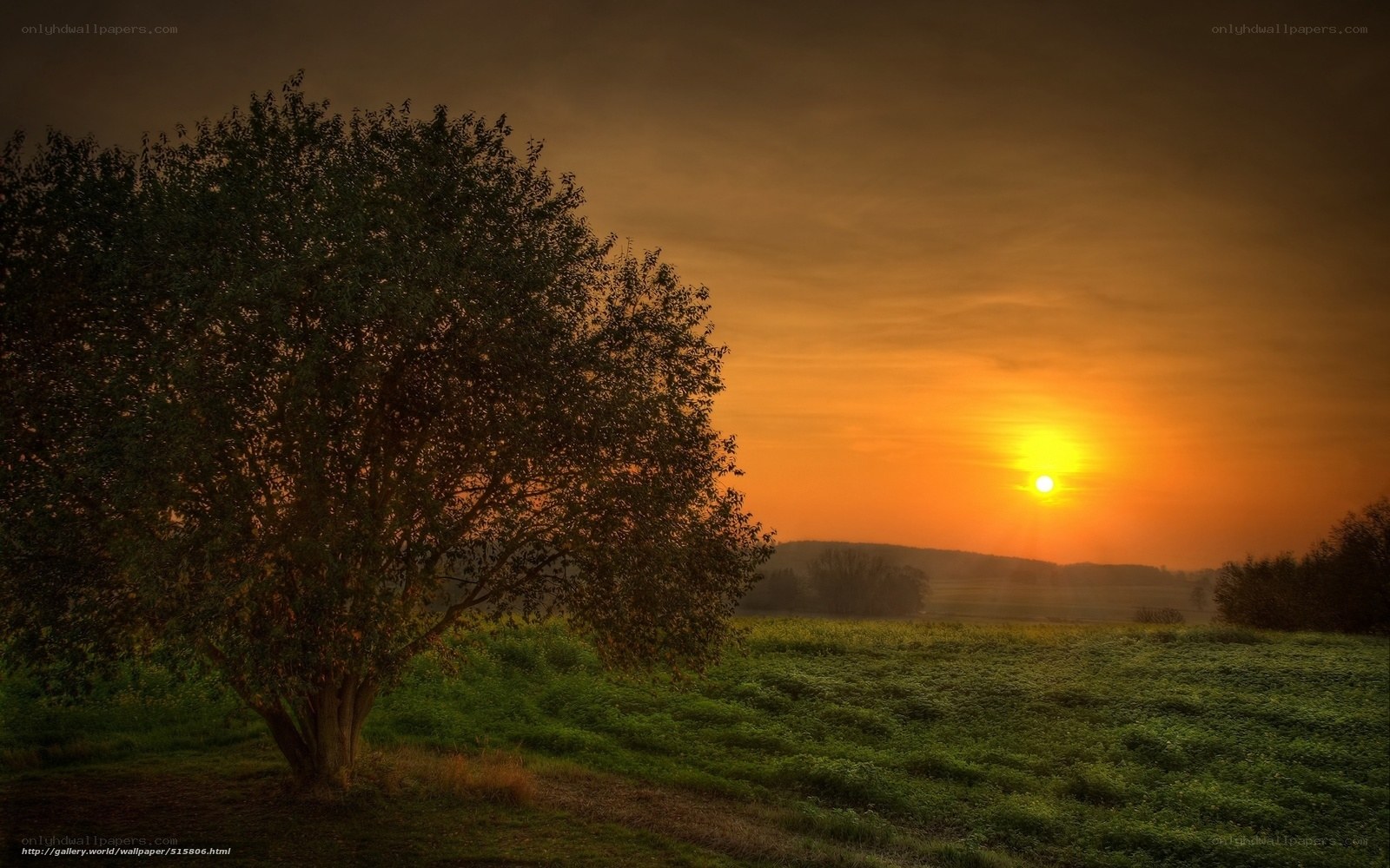 Sunset over a lone tree