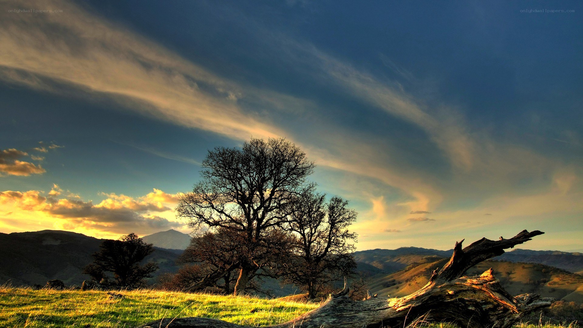 Sunset over a lone tree