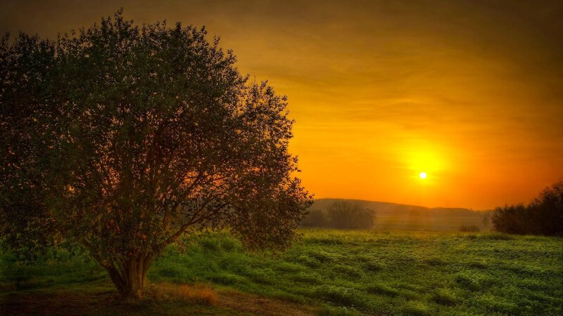 Sunset over a lone tree