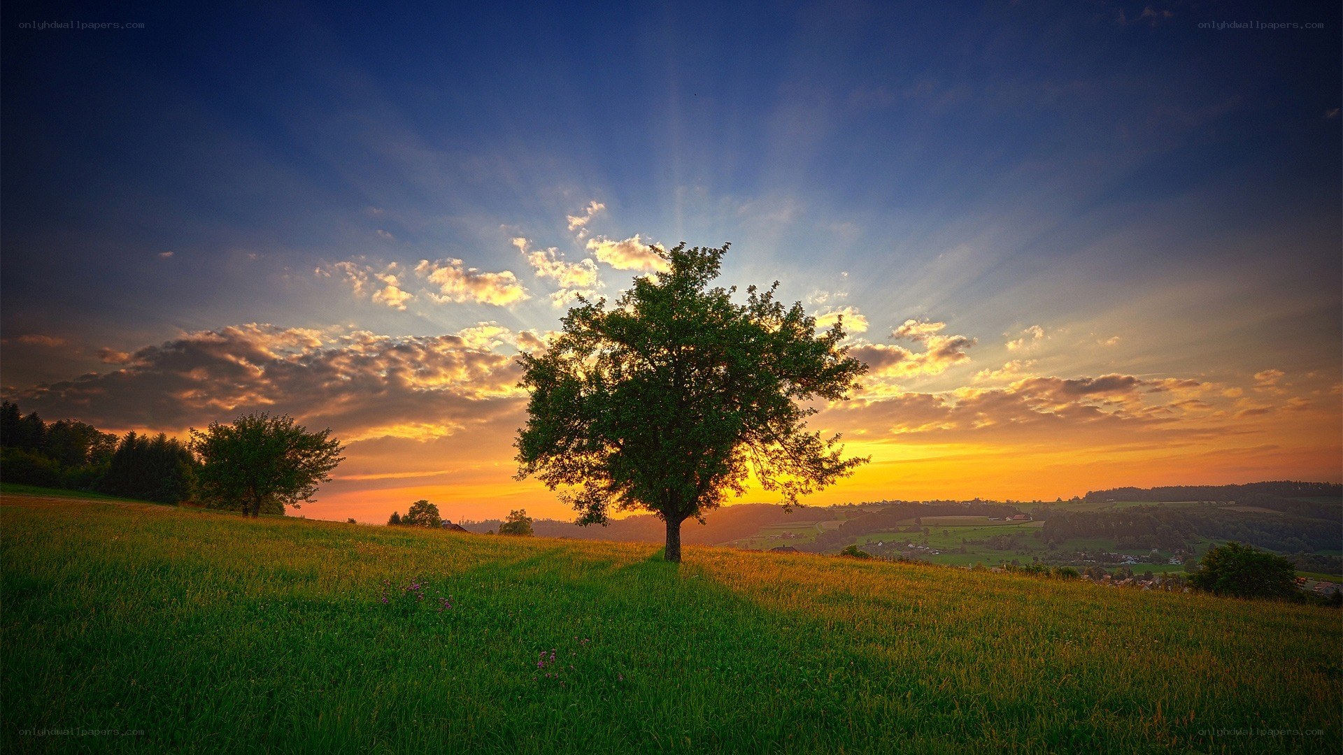 Sunset over a lone tree