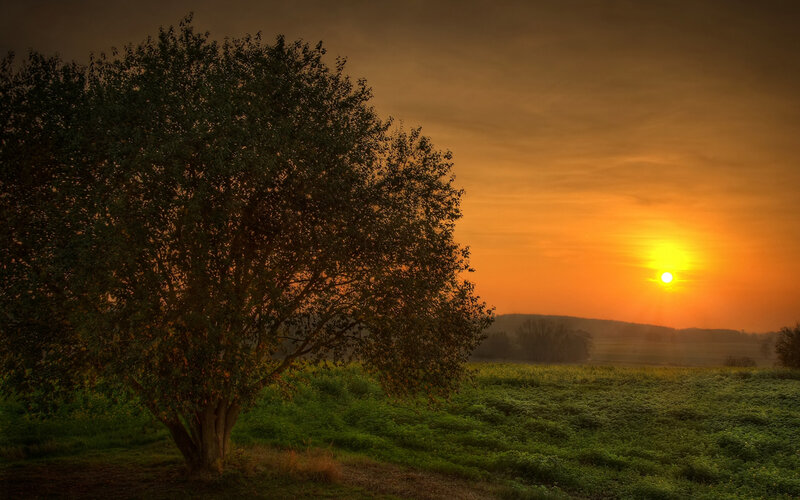 Sunset over a lone tree