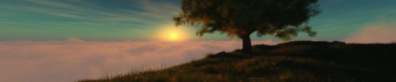 sunset over a lone tree