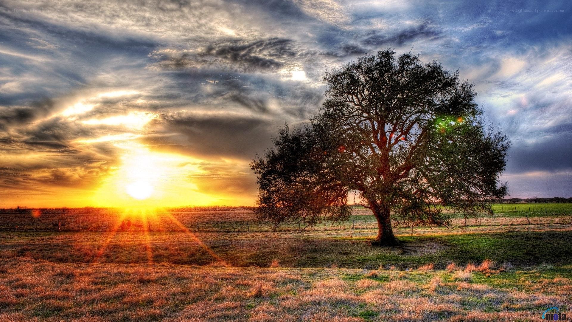 Sunset over a lone tree