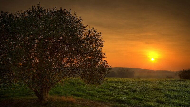 Sunset over a lone tree