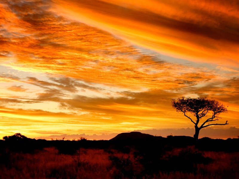 sunset over a lone tree