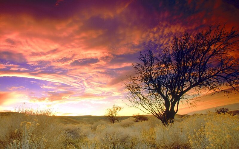 Sunset over a lone tree